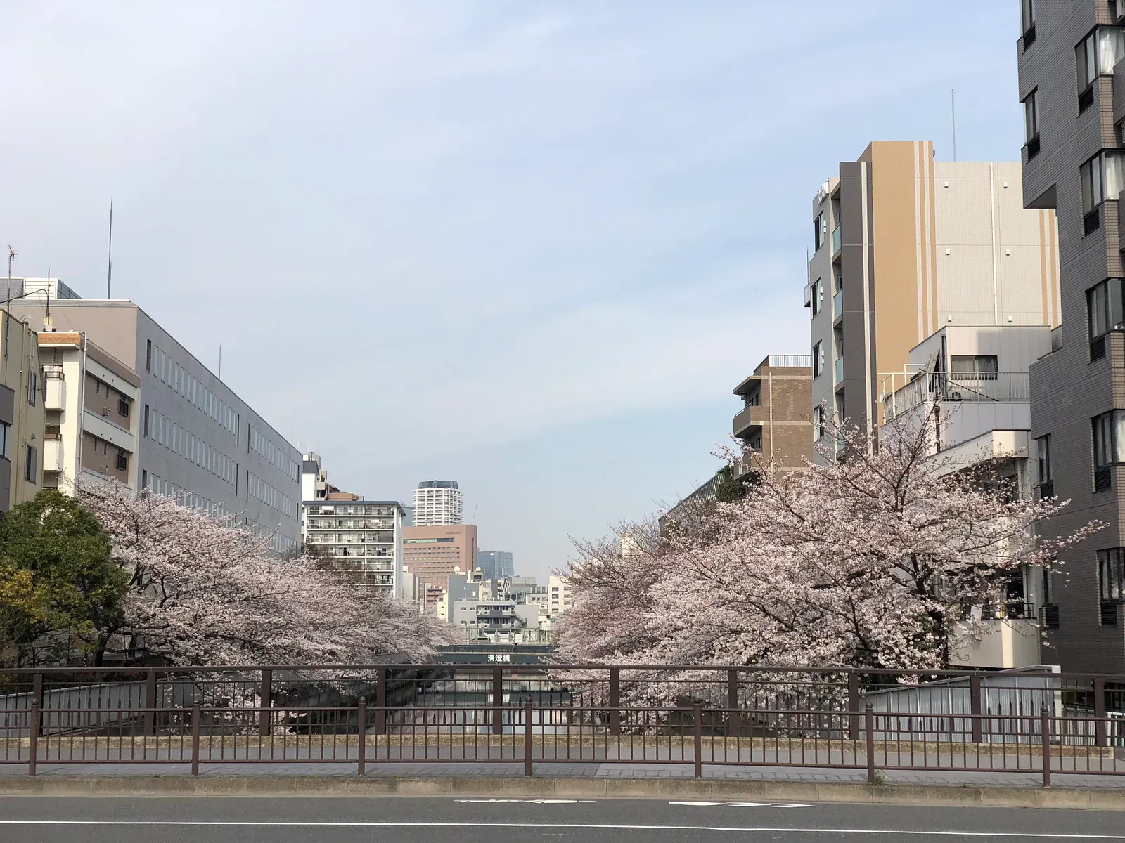 東京河岸兩旁盛開的櫻花